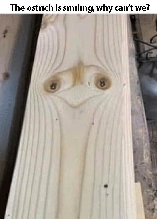 ostrich-in-wood.gif