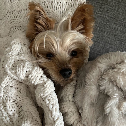 stella