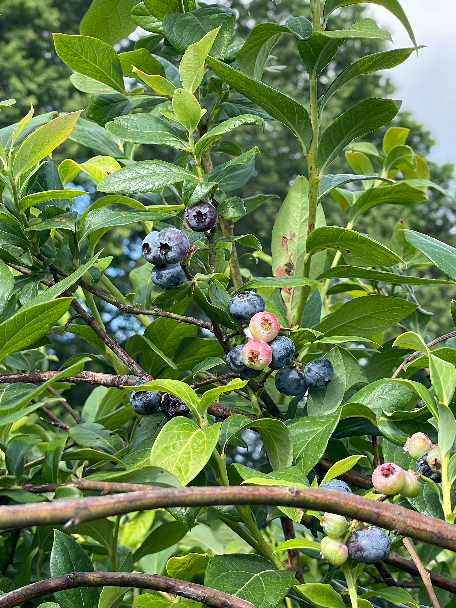 blueberries on the bush