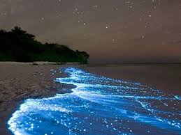 bioluminescense