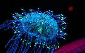 bioluninescence