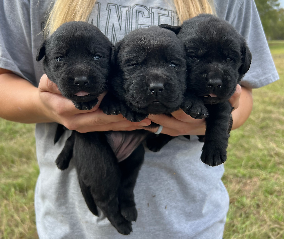 OUR LITTERS Palmetto Kennels