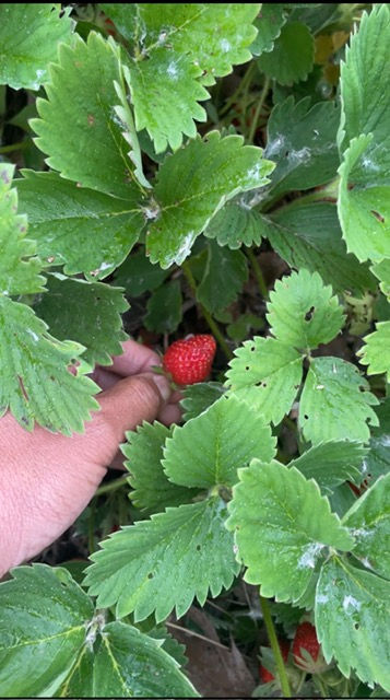 Hidden harvest!