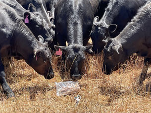 Sustainable Pasture Grazing Management Through Feed Quality Measurement