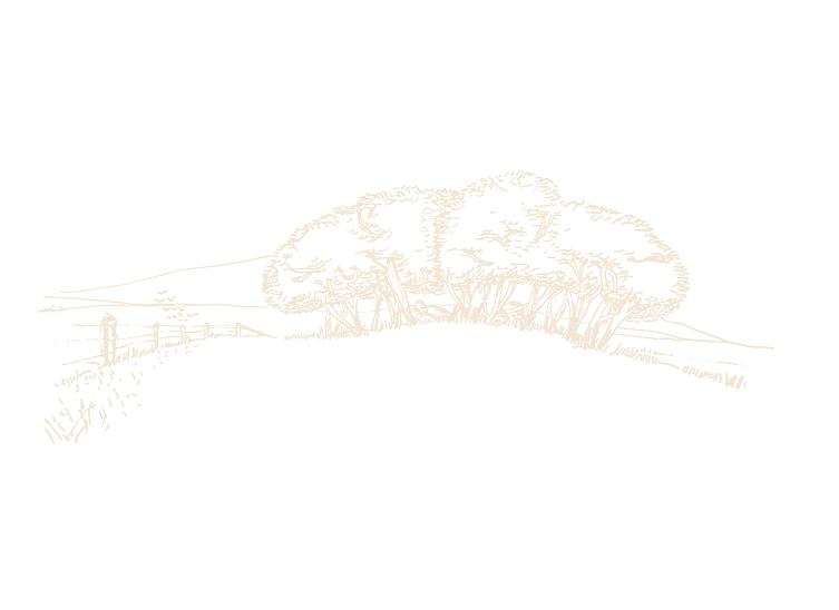 campo.png