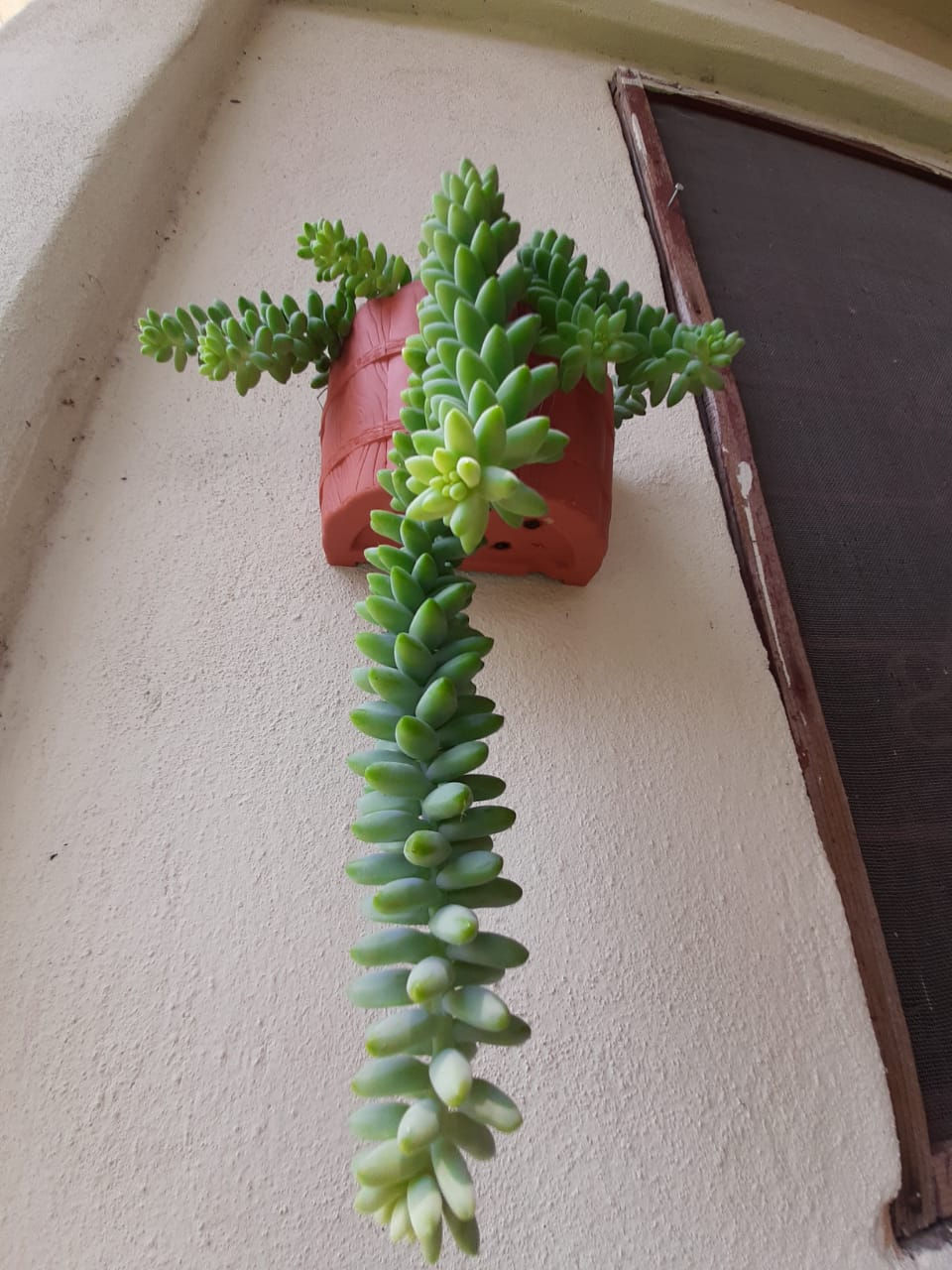 Sedum morganianum - Cola de burro