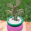 Miniatura: Opuntia monancatha variegada
