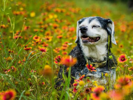 6 CUIDADOS ESSENCIAIS COM PETS IDOSOS QUE VOCÊ PRECISA CONHECER