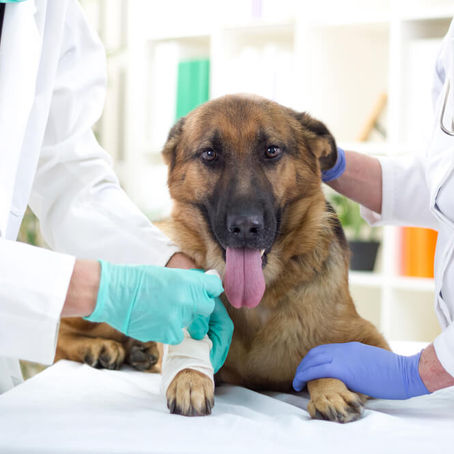 FRATURAS EM GATOS E CÃES