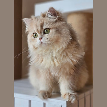 WhatsApp Image 2024-09-02 at 00.22.00.jpg