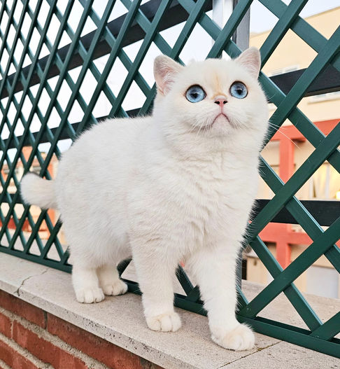 British shorthair Color point black golden shell ny12/33