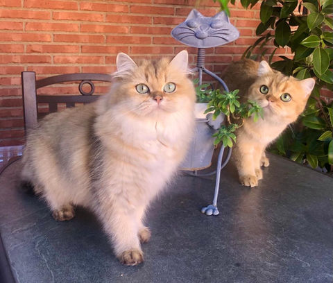 british shorthair longhair golden ny25 ny11