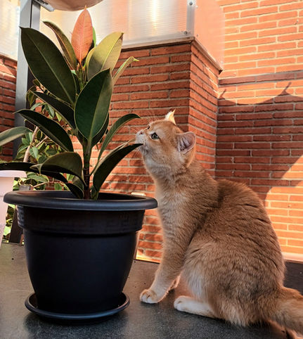 british shorthair golden ny12 dorado britanico chinchilla