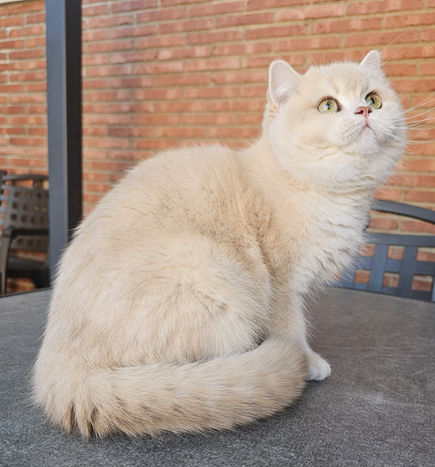 british shorthair chinchilla golden blue shell ay12