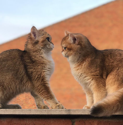 british shorthair golden ny12 dorado britanico chinchilla