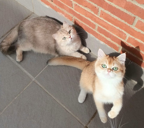 british shorthair golden ny12 dorado britanico chinchilla, blue golden ay11