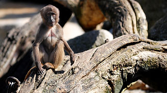 animal-monkey