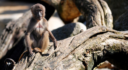 Monkey