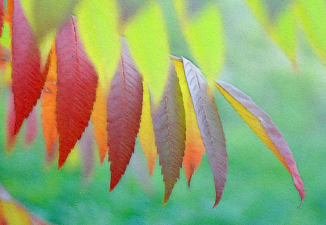 © Christophe Socco Lucca