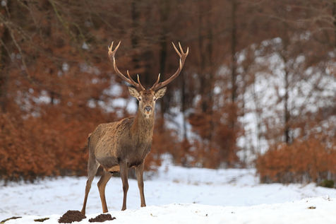 © Michel Bergalasse