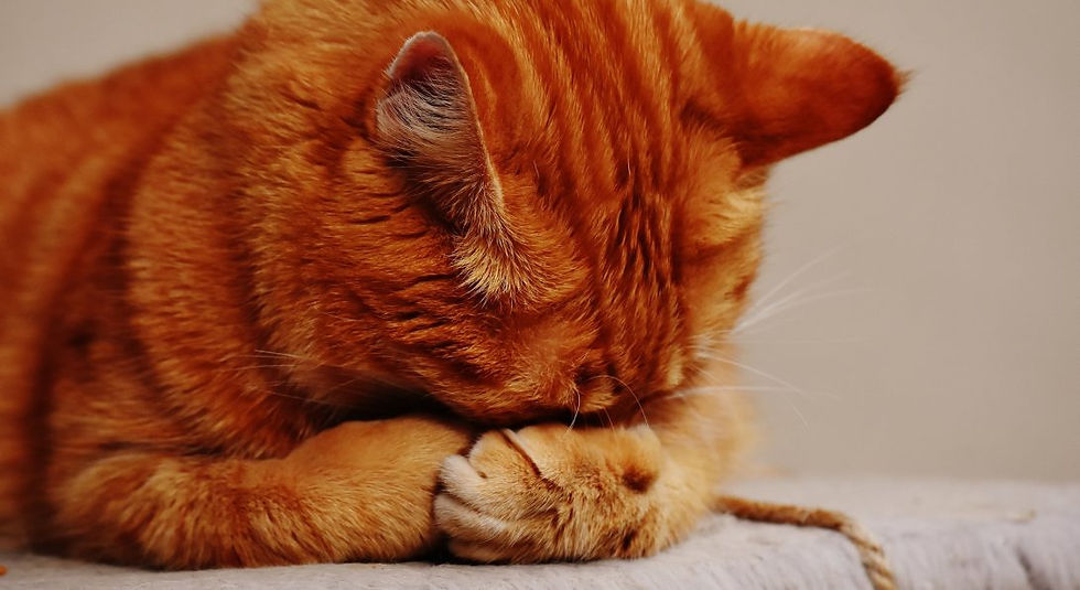 Embarrassed Cat