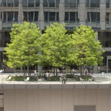 Chicago Roofs Are Soon To Be The Greenest In The US! See For Yourself!