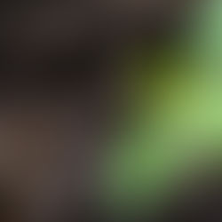 Livin’ la Vida Planta