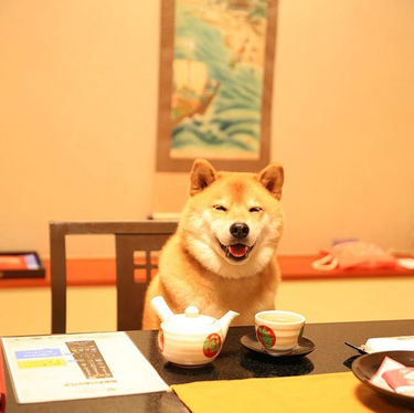 5 Animal Celebrities You Should Be Following on Instagram