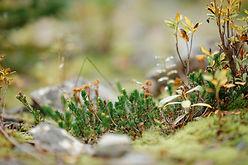 Moss and Fern Counselling_11.jpg