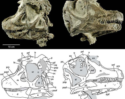 🦕2/24 - Discovery Of A New Dinosaur