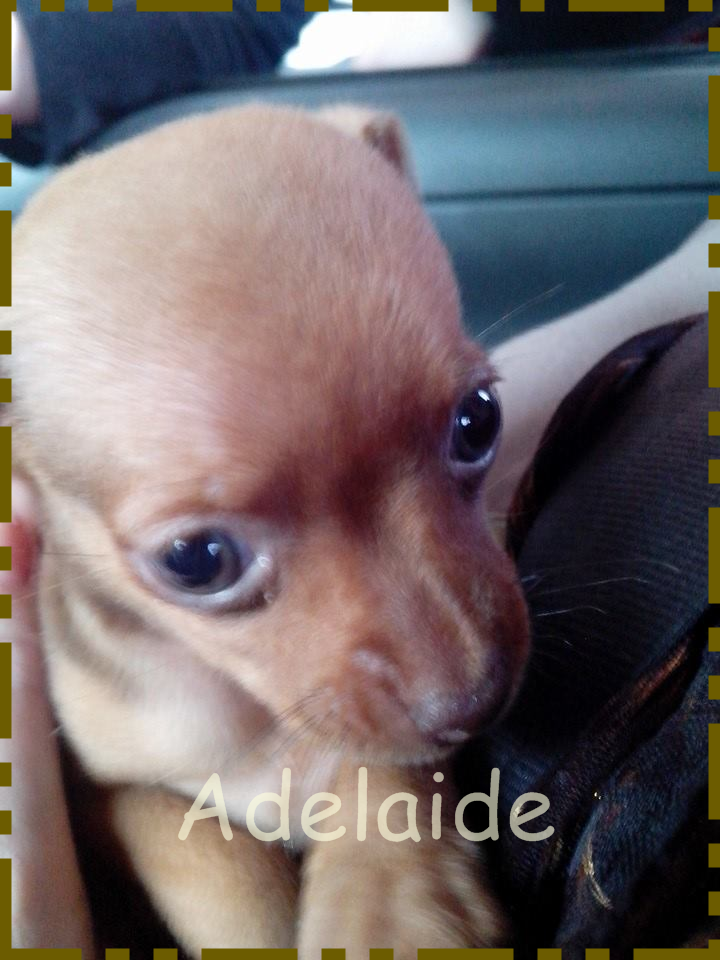 Adelaide