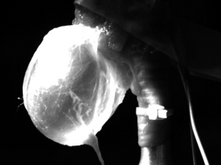 NHKアニマルドックに出演します