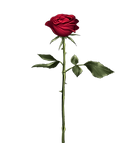 透過済み薔薇【赤】.png