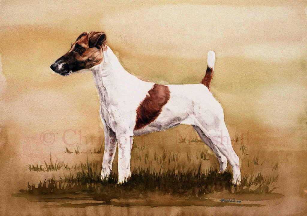 Smooth-haired Fox Terrier standing.