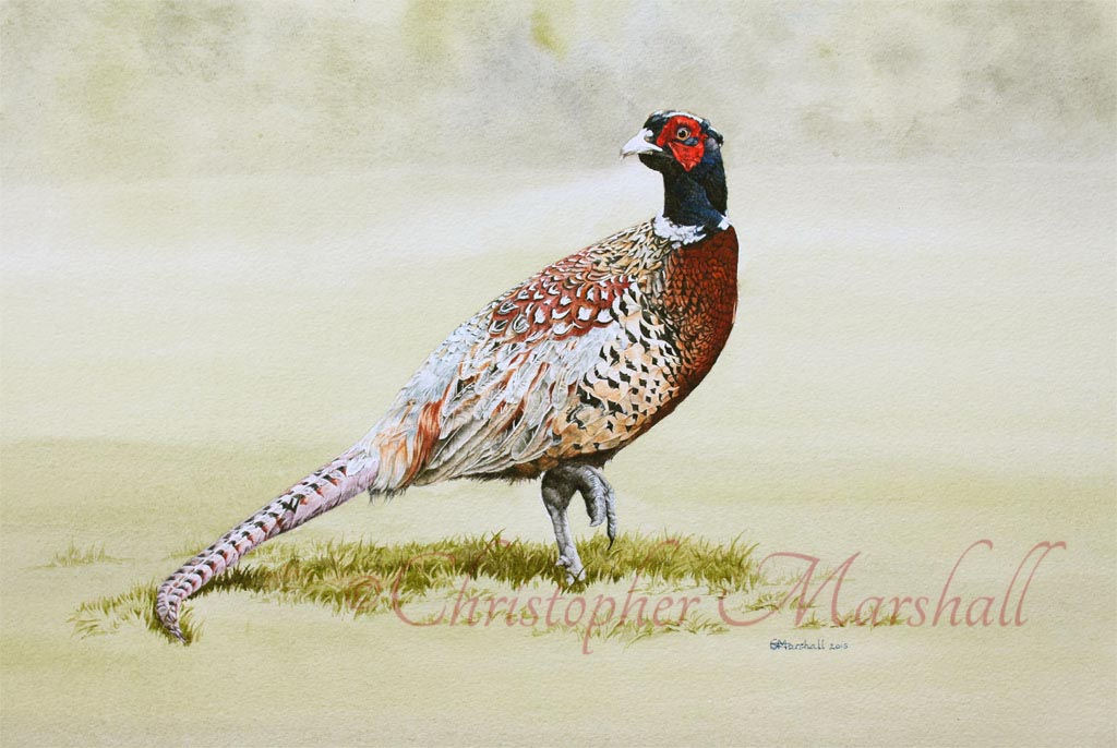 Cock pheasant standing in a field.