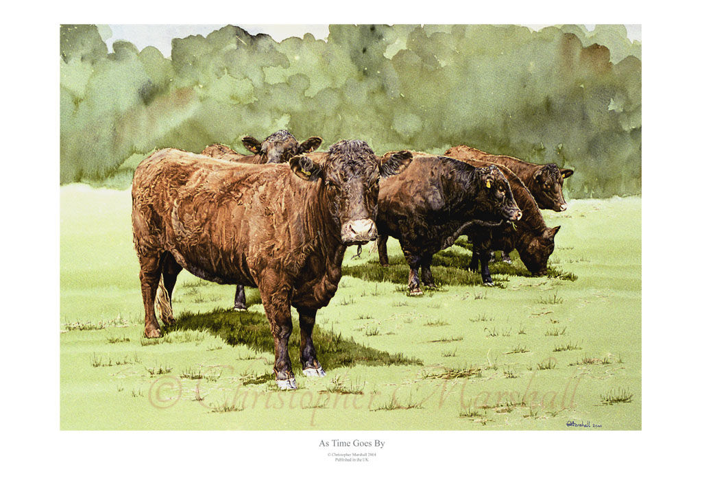 Print from original watercolour painting of a herd of ruby red North Devon cattle standing in a field