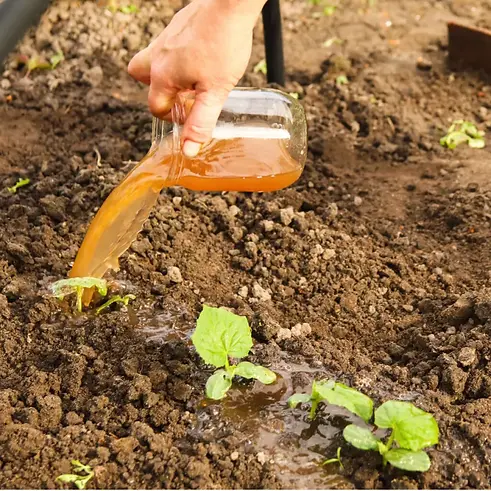 make-homemade-compost-tea-1024x1024.jpg.webp