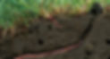 Earthworms-March-2021-RR-1156x650-1_edited.jpg