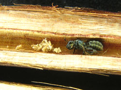 Ceratina sp.