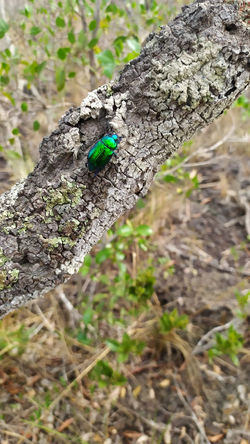 Coleoptera da família Scarabaeidae