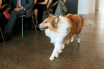 pets at weddings - canberra wedding