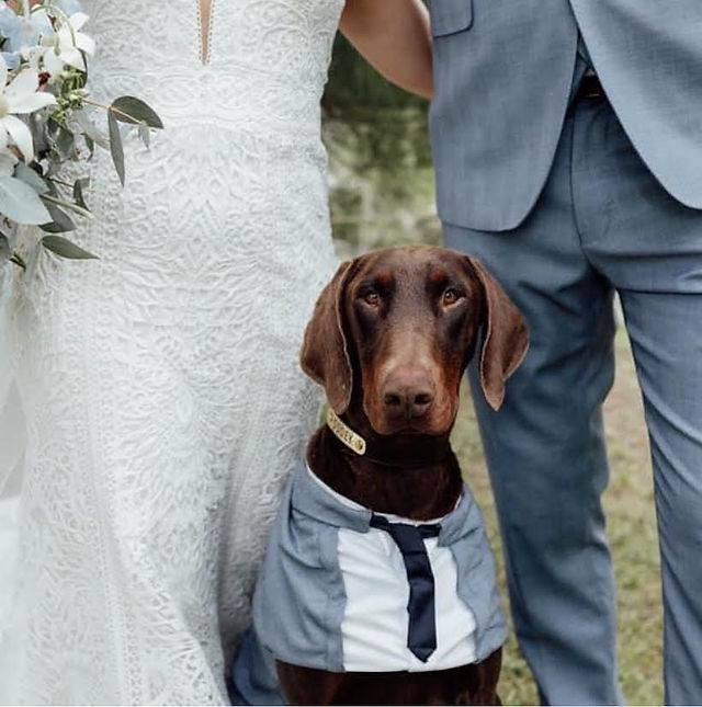 dogs at wedding in Canberra with canberra celebrant