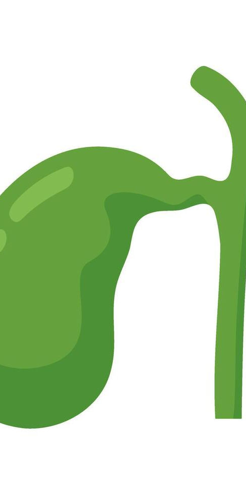 human-gallbladder-shape-cartoon-style-anatomy-study-vector.jpg