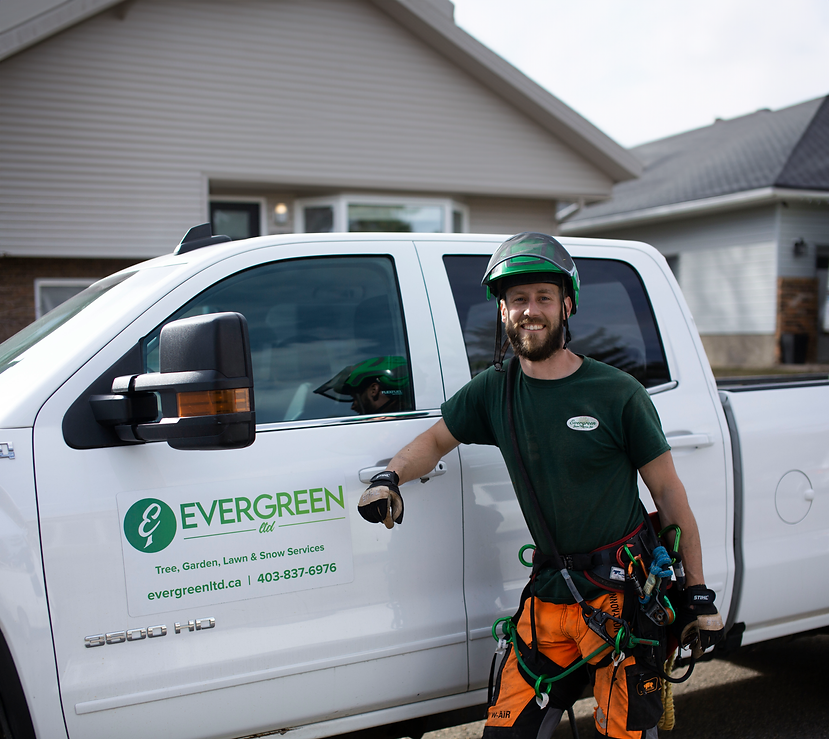 Aaron Cull, Evergreen LTD