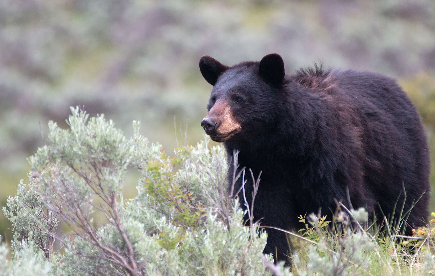 Black Bear - Drop Tine Outfitting (2).jpeg