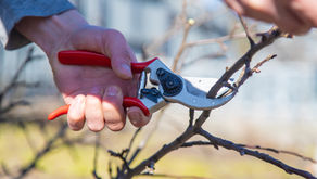 Hands using red pruning shears on a small leafless branch.