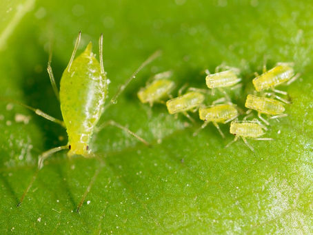 How to Save Ailing Trees from Pests