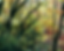 Trees 2