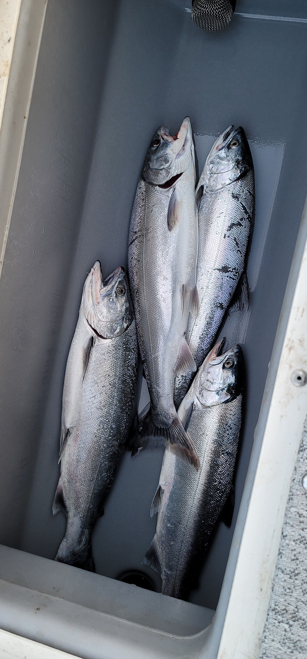 Thumbnail: 5 Hr Waukegan Salmon/ Trout fishing for 3 and $50 per person after.