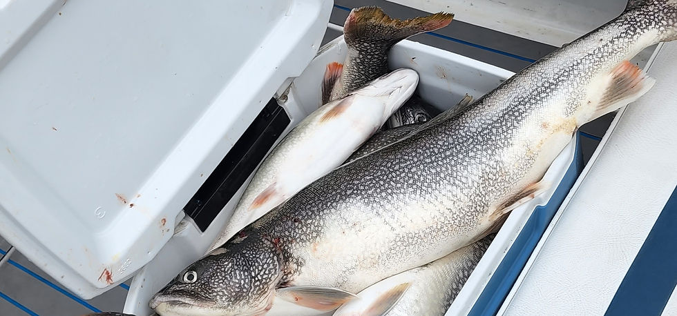 Thumbnail: 5 Hr Waukegan Salmon/ Trout fishing for 3 and $50 per person after.
